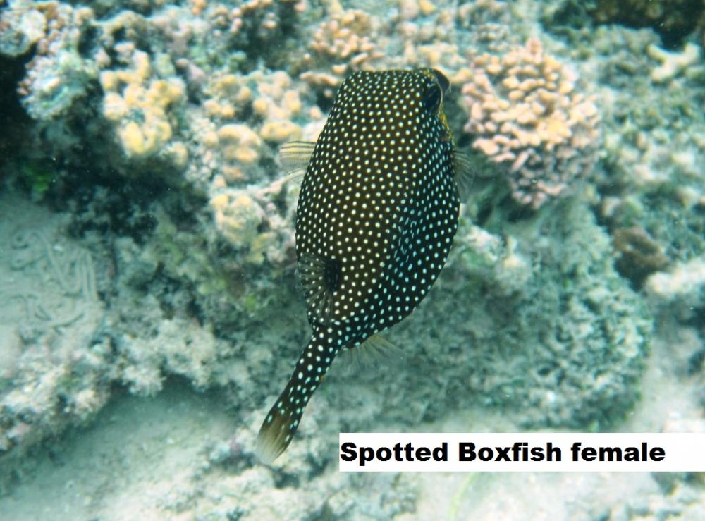 Spotted Boxfish female
